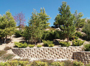 Bioswales containing trees and ornamental plants along a hillside.